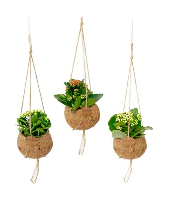 Kalanşo Çiçeği Büyük Boy - Kalanchoe